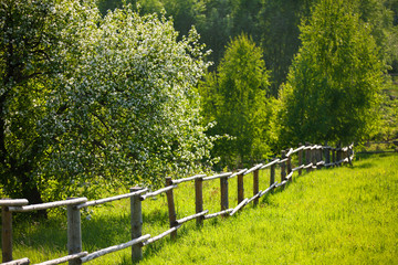 Spring Garden. Blooming garden. Flowers. Apple tree. Blossoming apple. Spring. Village