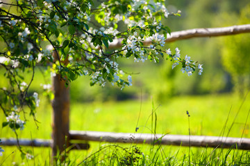 Spring Garden. Blooming garden. Flowers. Apple tree. Blossoming apple. Spring.Village