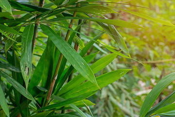 Lush and thick jungle greenery creates a healthy ozone layer and