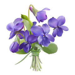 Viola odorata. Sweet violets on transparent background - hand drawn vector illustration in realistic style.  - 136314105