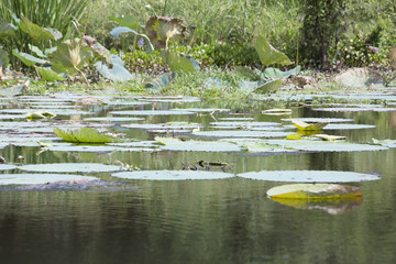 Lily Pads