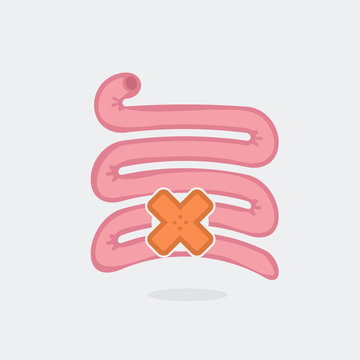 Small intestine vector illustration