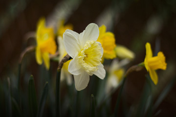yellow and white daffodils in the garden