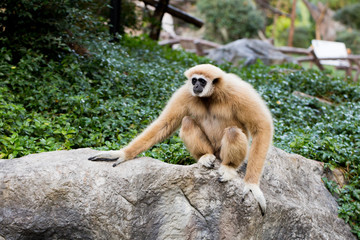 Cute monkey sitting on the stone