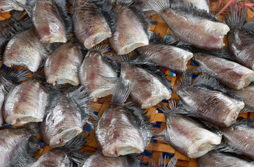 Close up of Snake Skin Gourami Fish, Pla Salit (Trichogaster pec
