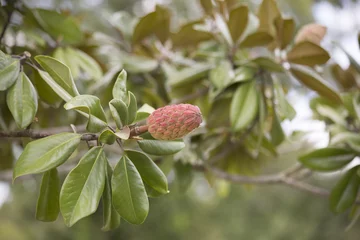 Photo sur Plexiglas Magnolia Magnolia Tree Fruit and Leaves