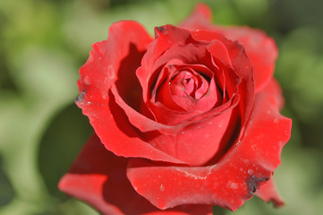 Red rose flower