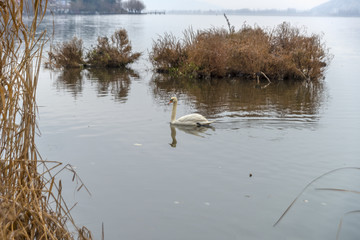 Swans in the magnificent lake of Kastoria, Greece, during winter - 136314976