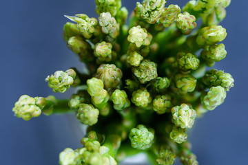 Fresh green spring asparagus top view