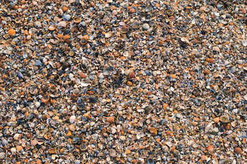 Background of broken and whole seashells.