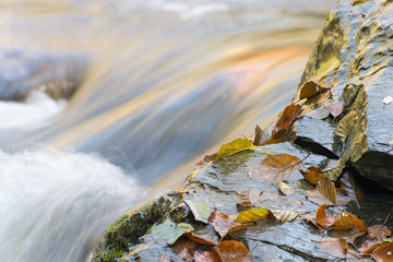 Details of a forest in spring