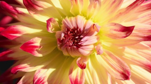 Dahlia "Reiso".  The Reiso variety has yellow base petals with tips that are rose red. Reiso is a cactus type dahlia. Dahlia flower swaying in the light wind breeze.  Closeup, macro. Place for text.