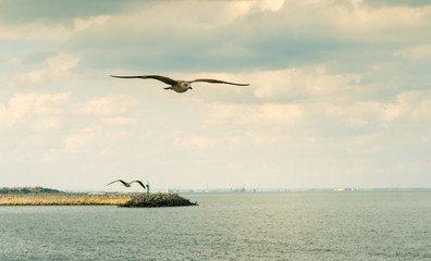 Flying seagull over the sea horizon.