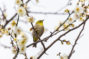 The Japanese White eye.The background is plum blossoms. Located in Yokohama, Kanagawa Prefecture Japan.