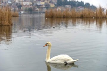 Swans in the magnificent lake of Kastoria, Greece, during winter - 136316165
