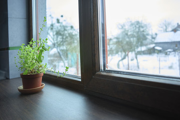 Pot with a plant on the windowsill
