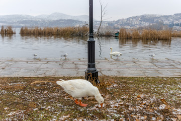 Ducks in the magnificent lake of Kastoria, Greece, during winter - 136316394