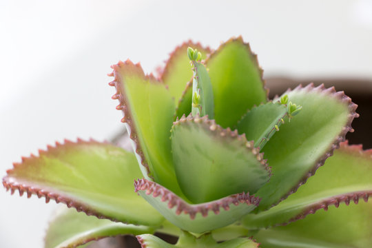 Bryophyllum pinnatum in Lab.