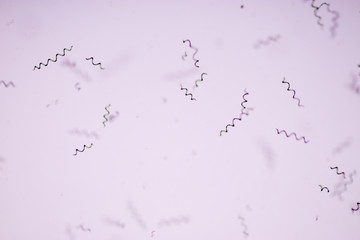 Spirulina under the microscope