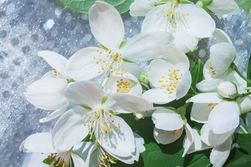 White jasmine flowers on a bush