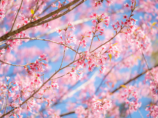 Fototapeta na wymiar Wild Himalayan Cherry flower, Pink of Cherry blossom 5