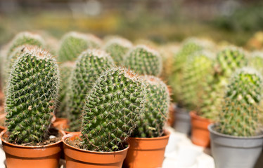 Small cactus in nursery farm for decoration