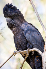 Australian Red-Tailed Black Cockatoo
