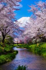 Japanese Sakura and Mt. Fuji