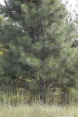 Pine Tree in a Field