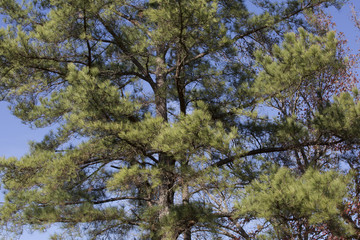 Pine Tree