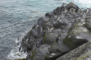 Rockhopper Penguins (Eudyptes chrysocome) coming ashore on the rocky cliffs of Bleaker Island in the Falkland Islands.