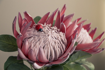 Say it with a flower. King protea and a lady bug.