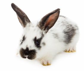 white-black rabbit