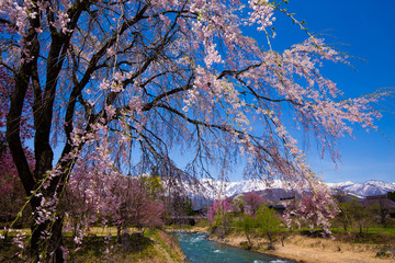 雪山 桜 白馬の春 小川