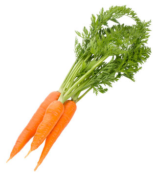 Carrot Bunch With Green Leaves
