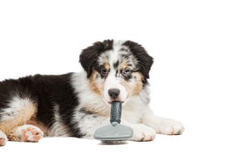 small colorful funny puppy Australian Shepherd Aussie lies and gnaws his comb for grooming, isolated background