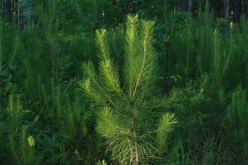 Seedling Pine Trees