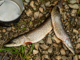 pair of pikes on pebble
