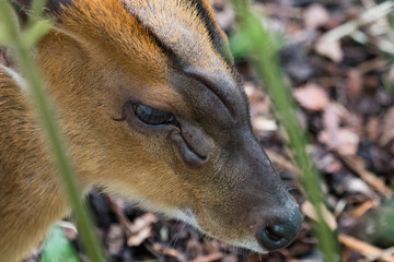 Muntjac de Reeves