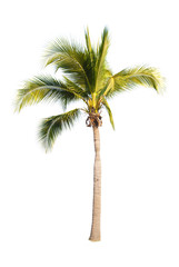 Coconut trees on white background   