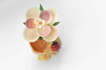 Fototapeta na wymiar Sea shells souvenir with detail shells on white background.