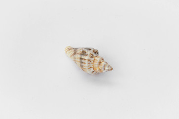 Small sea shell isolated on white background.