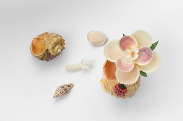 Sea shells souvenir with detail shells on white background.