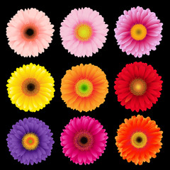 Big Colorful Gerbers Collection