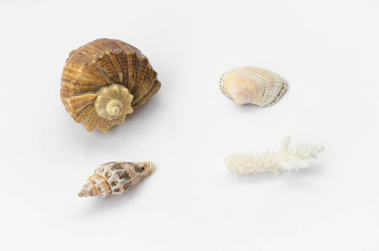The group of natural colorful conchs isolated on a white background. Collage of my downscaled pictures.
