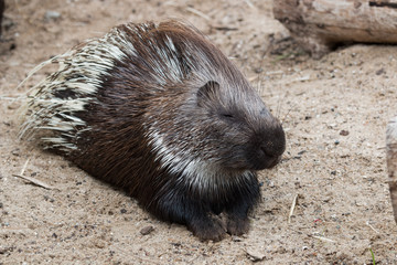 Porc-épic à crête