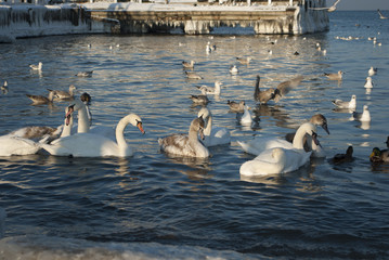 Zima na plaży w Brzeźnie © jordi23