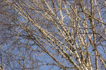 Crown birch trees without leaves.