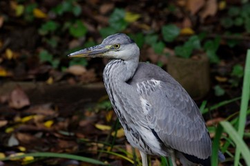 gray heron
