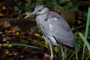 gray heron
